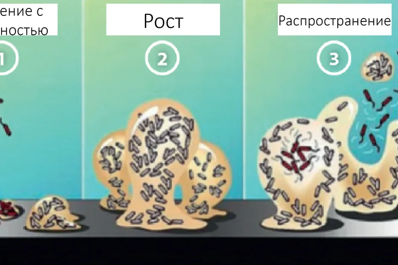 Рис. 1: Фазы образования биопленки по П. Дирксу из: Biofilm Basics, Montana State University (Center for Biofilm Engineering)